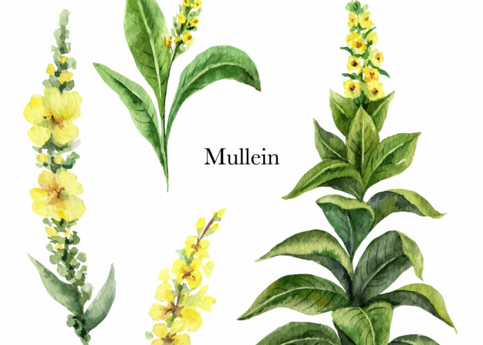 Ep. 89 Heirlooms and Herbals - Mullein Image